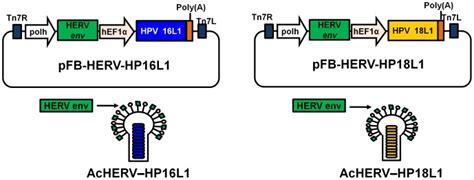 A Pfastbac1 Plasmid Was Constructed To Contain The Hef1α Promoter And Download Scientific