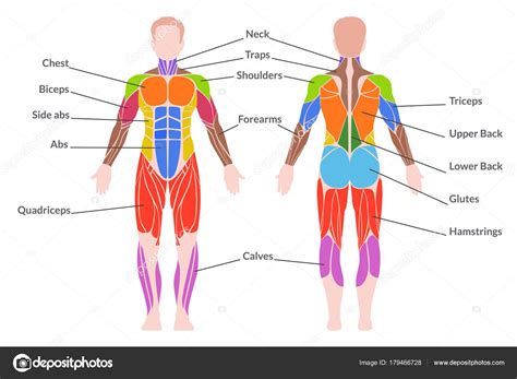 Sistema muscular humano vector gráfico vectorial Axsimen imagen