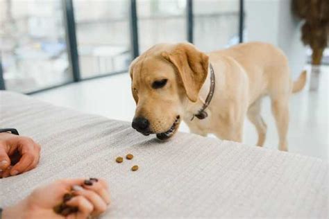 Cuánto debo darle de comer a mi perro en kg