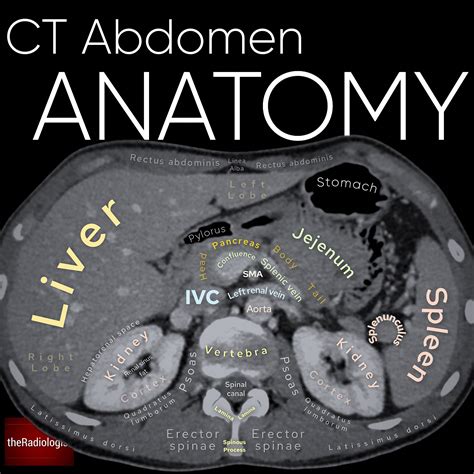 Abdomen And Pelvis Normal Anatomy E Anatomy 41 Off