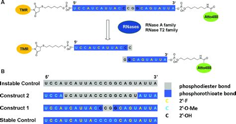 Design of the dual-labeled RNA oligonucleotide. (A) 23 nucleotide RNA... | Download Scientific ...