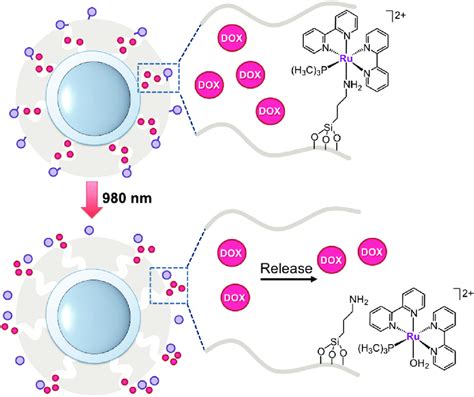 Schematic Representation Of The Nanocarrier Developed By Wu And Download Scientific Diagram