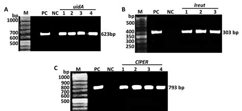 Scielo Brasil In Vivo Analysis The Effect Of Antibiotic Growth Promoters Agps