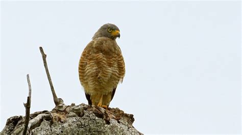 Double Toothed Kite The Ultimate Guide Operation Migration