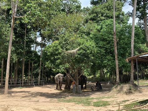 Koh Samui Ethical Elephant Sanctuary Interactive Tour Getyourguide