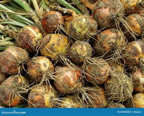 Harvested Onions Stock Photo Image Of Fresh Food Botanical