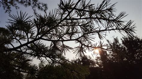 Free Images Tree Nature Branch Sky Leaf Flower Botany Flora