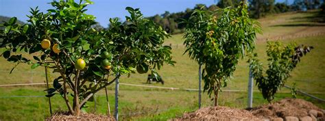 All Trees - Fruit Salad Trees