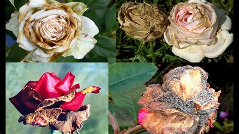 Roses Diseases And Treatments Rose Plant Problems Youtube