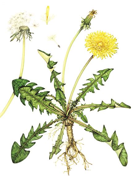 Botanical Illustration Exploring Root Variety Lizzie Harper