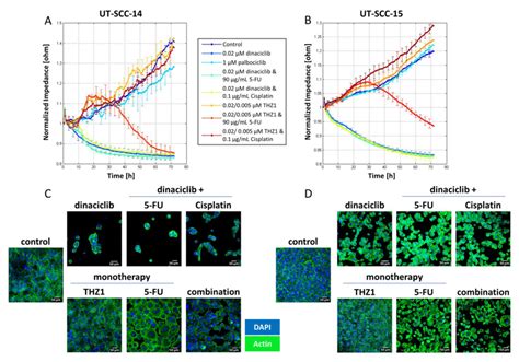 Impedance Measurement And Cytoskeletal Staining A C UT SCC 14 And