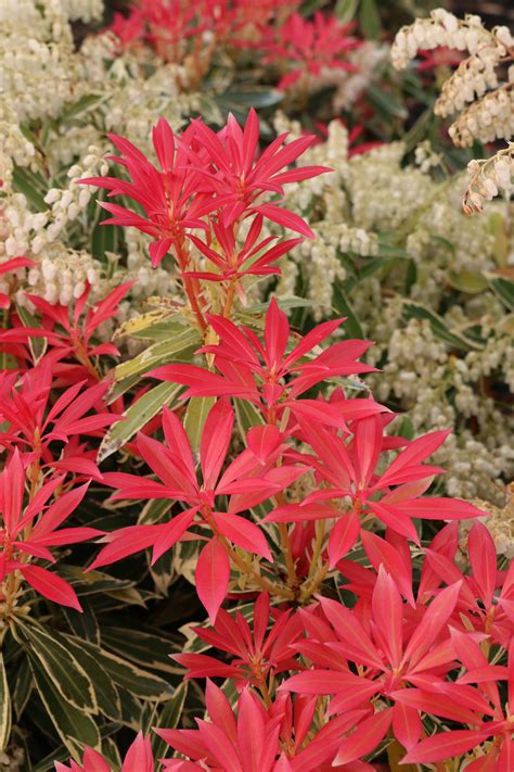 Pieris Japonica Flaming Silver Blue Heron Nursery