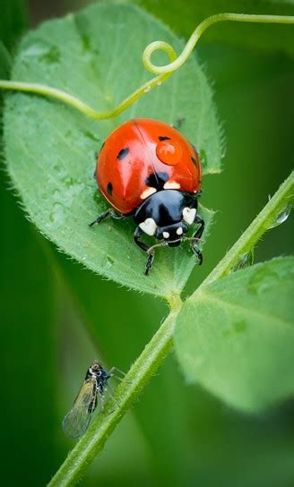 Harlequin Ladybird (Harmonia axyridis) | about animals