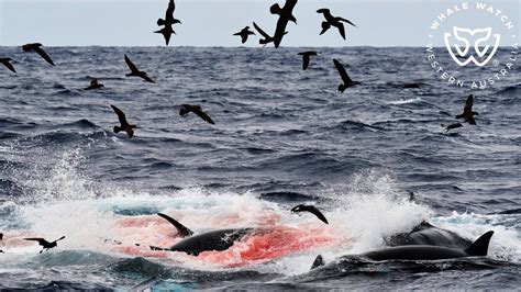 Cuvier Beaked Whale Hunt Bremer Bay Orca Youtube