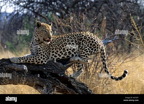 Male Leopard Panthera Pardus The Africat Foundation At Okonjima Lodge