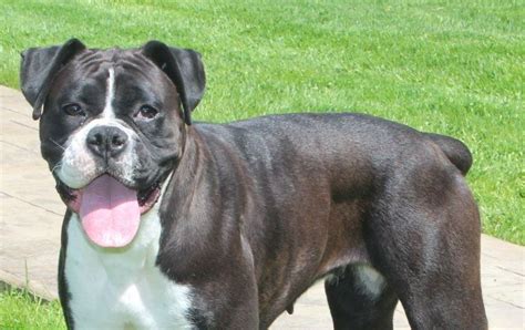 IMPORTANT THINGS YOU SHOULD KNOW ABOUT BOXER DOG BEHAVIOR