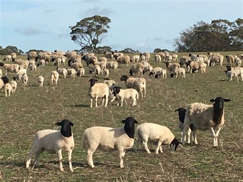 Dorper Sheep Society Australia Dorpers Steady The Ship To Become