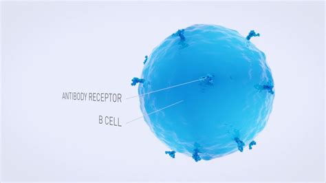 3d Science Graphic Animation Antibodies And B Cells Immune Reaction