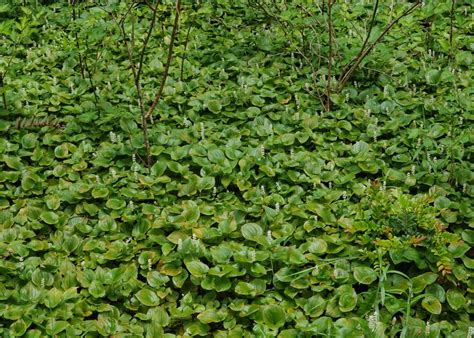 Maianthemum Dilatatum Things Of The Pacific Northwest