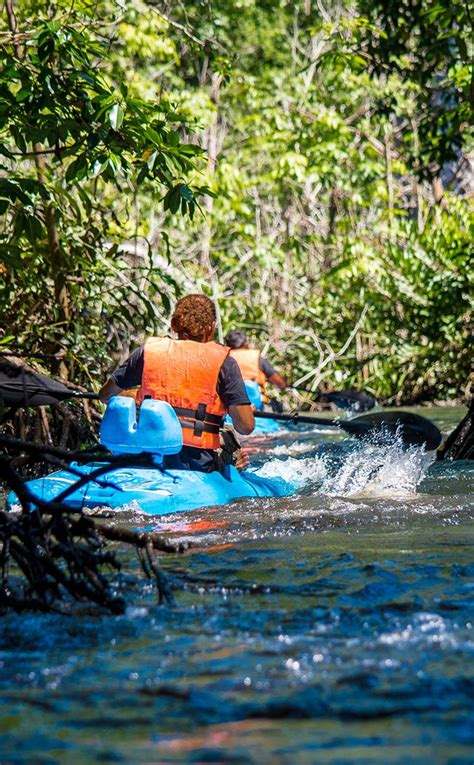 Recorridos Dentro Del Manglar En Kayak Parques Turisticos Manglares