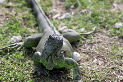 Reptili Bilder Durchsuchen Archivfotos Vektorgrafiken Und Videos