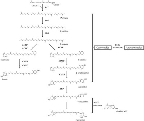 Molecules Free Full Text Molecular Characterization Of Carotenoid