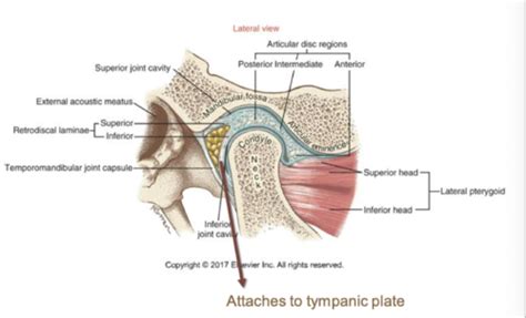 TMJ Anatomy Flashcards Quizlet