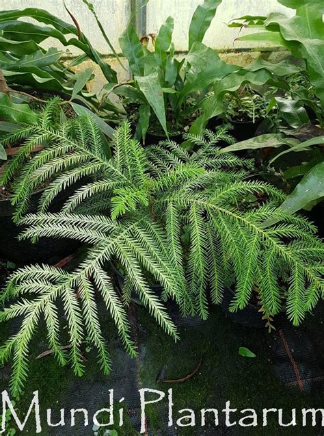 Araucaria Biramulata Mundi Plantarum