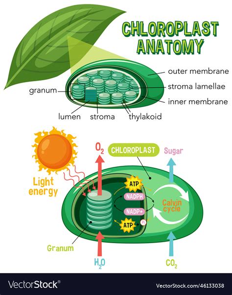 Diagram Of Chloroplast Anatomy For Biology Vector Image