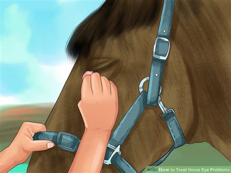 How to Treat Horse Eye Problems: 9 Steps (with Pictures) - wikiHow