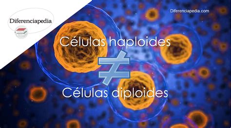 Diferencia Entre Células Haploides Y Diploides La Web De Las Diferencias