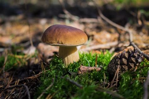 Wann Wachsen Steinpilze Bersicht Ber Sorten Und Ihre Saison