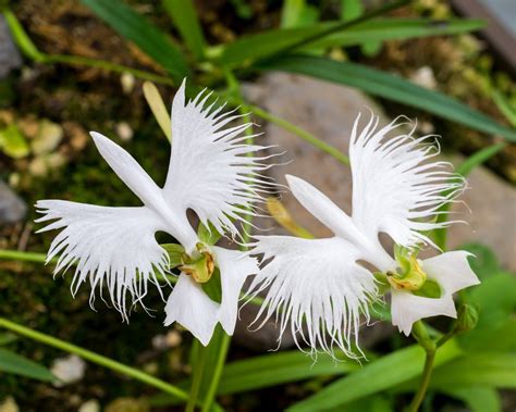 Orquídeas Espécies Raras Conheça a mais rara do mundo TC