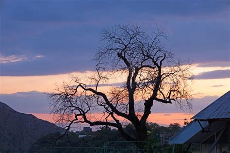 Outline Of A Naked Tree At Sunset Stock Image Image Of Gold Sunrise