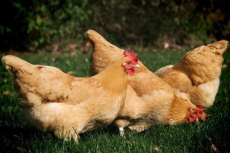 Orpington Backyard Chickens Learn How To Raise Chickens