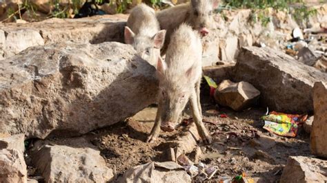 African Swine Flu Cases Reported In Thrissur Dept Orders For Culling