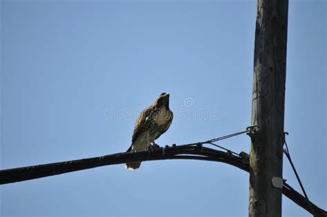 California Wildlife Series Red Tailed Hawk On Power Pole Buteo