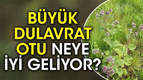 B Y K Dulavrat Otu Neye Iyi Geliyor