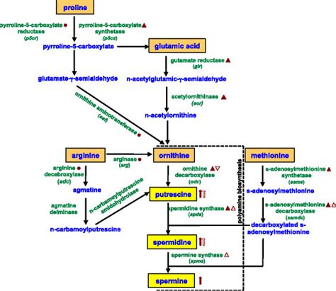 Ornithine And Polyamine Biosynthesis Pathway The Principle Pathway Of