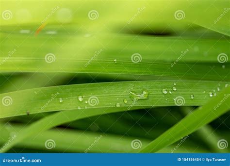 Hierba Con Las Gotas De Agua Hojas De Una Planta Con Las Gotas De Agua