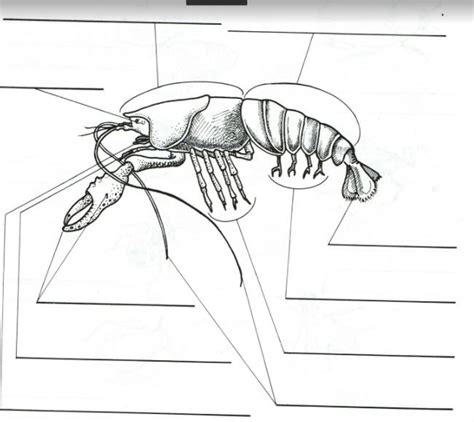 Crustacean Diagram