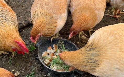 Chicken Feed Recipes - An Off Grid Life