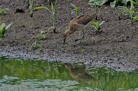 Calidris Pugnax Ruff Oleg