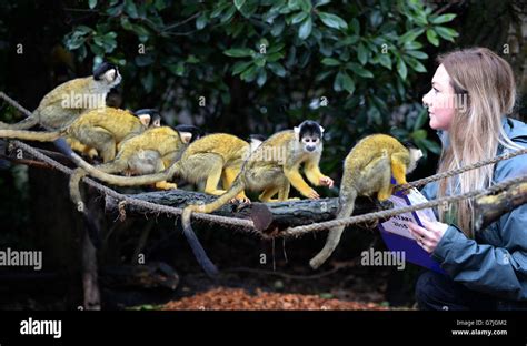 London Zoos Annual Stock Take Bolivian Black Capped Squirrel Monkeys