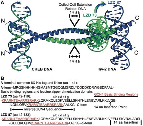 Designed Dna Looping Peptides A Models For The Lzd Green And