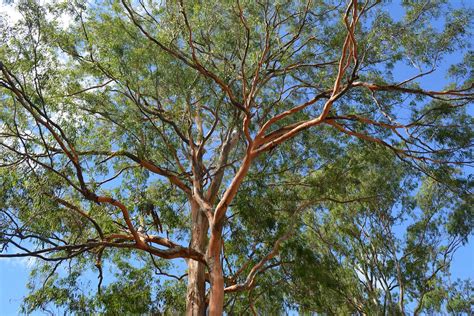 Grey Gum Eucalyptus Propinqua Woombah NSW AU Dustaway Flickr