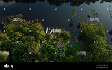 AMAZON TROPICAL JUNGLE, GREEN TREES Stock Photo - Alamy