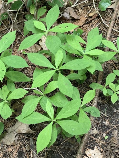 Whorled Wood Aster From Middlesex Fells Reservation Stoneham Ma Us