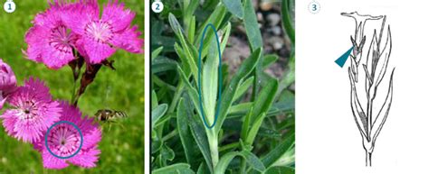 Heide Nelke Dianthus Deltoides Ebw Oepul