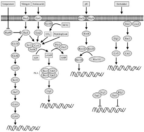 Signaling In The Yeast To Hyphae Transition Low Nitrogen Levels